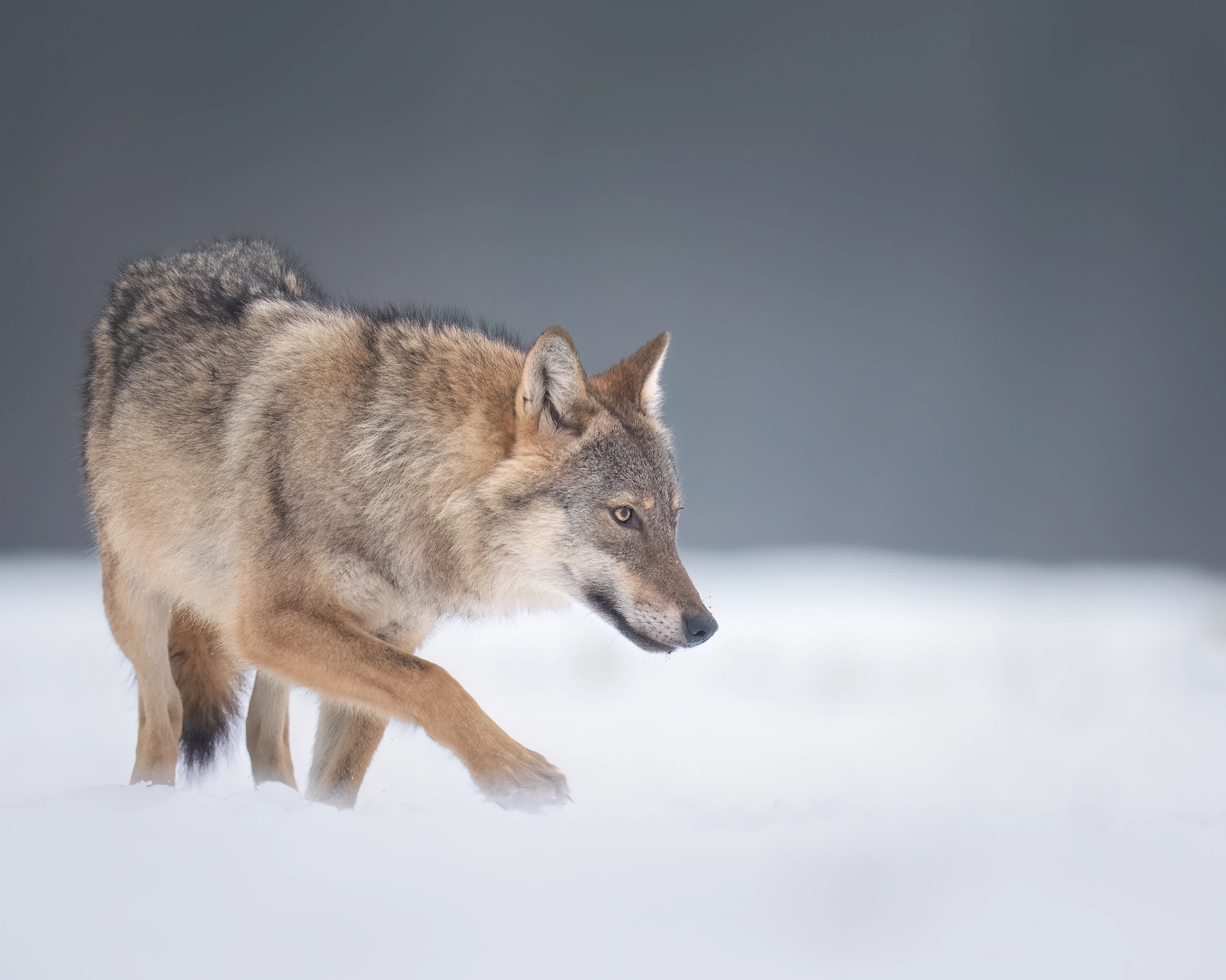 Warmia Elite Wildlife Photography gallery image 5